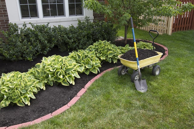 A wheelbarrow with black mulch and a shovel sits in front of a freshly mulched flower bed with several green bushes on a grassy lawn. 