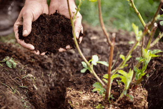  A close up photo of a person’s hands holding soil next to a new shrub being planted. 
